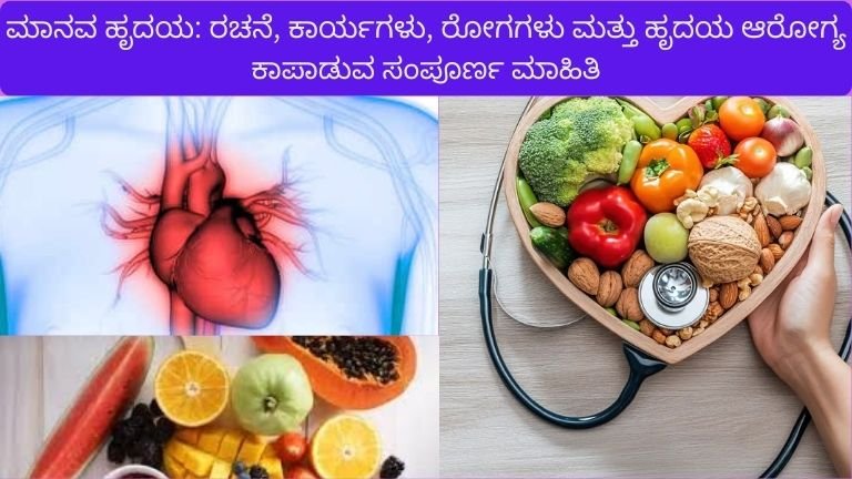 ಮಾನವ ಹೃದಯ: ರಚನೆ, ಕಾರ್ಯಗಳು, ರೋಗಗಳು ಮತ್ತು ಹೃದಯ ಆರೋಗ್ಯ ಕಾಪಾಡುವ ಸಂಪೂರ್ಣ ಮಾಹಿತಿ