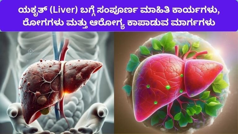 ಯಕೃತ್ (Liver) ಬಗ್ಗೆ ಸಂಪೂರ್ಣ ಮಾಹಿತಿ: ಕಾರ್ಯಗಳು, ರೋಗಗಳು ಮತ್ತು ಆರೋಗ್ಯ ಕಾಪಾಡುವ ಮಾರ್ಗಗಳು